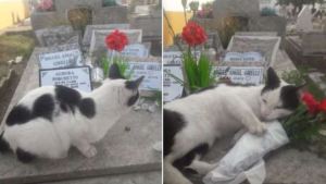Le llevó flores a su mamá, encontró una gata cuidando la tumba y fue viral