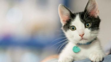 ¿Abrimos las ventanas? Para ventilar, aunque no haya sol.-