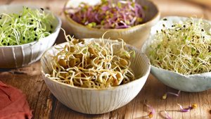 Audio receta de germinado de lentejas por Nathalia Silva