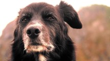 Imagen de Perros ancianos: ¿a qué nos enfrentamos?