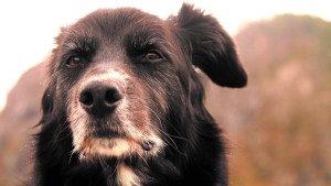 Perros ancianos: ¿a qué nos enfrentamos?