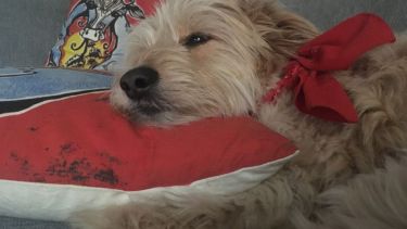 Saludamos hoy a Pan Dulce, que se anima a enfrentar el frío helado patagónico.-