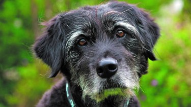 Según el tamaño del perro, en una estadística media,  después de los 8 a 12 años, se los considera seniles o gerontes.