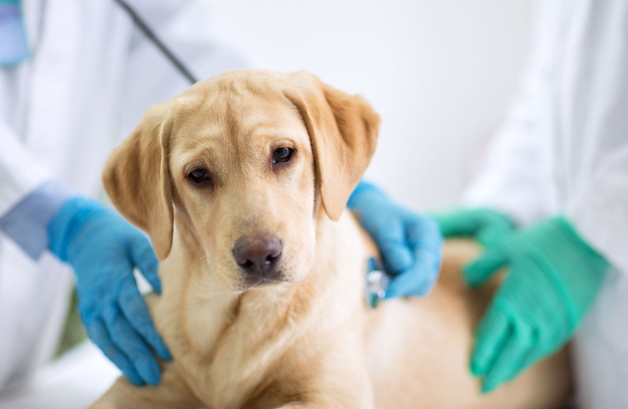 Es fundamental consultar con el veterinario ante el primer indicio de intoxicación. (Gentileza).-