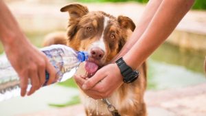 Obesidad, nutrición e hidratación de las mascotas: los tips más importantes