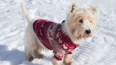 Es necesario mantener adentro a las mascotas y abrigadas, mientras pasa la ola polar.- 