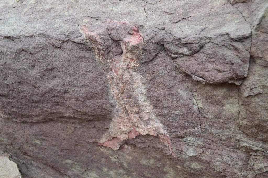 Los fósiles estaban pegados en una piedra Foto: Prensa Gendarmería