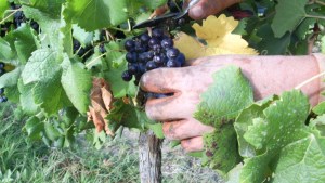 El International Wine & Spirit Competition le puso medalla de oro a un vino del valle del río Negro