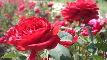 Una Rouge Meilland Nouve, con sus característicos pimpollos rojo oscuro aterciopelados.  