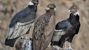 La desinformación que circula entre la gente perjudica a las aves como los cóndores