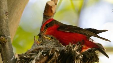 Foto Cecilia Larminat. COA Las Lajas, Neuquén, Argentina.