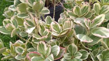 El evónimo, con sus tonos de amarillos y verdes que alegran el paisaje.