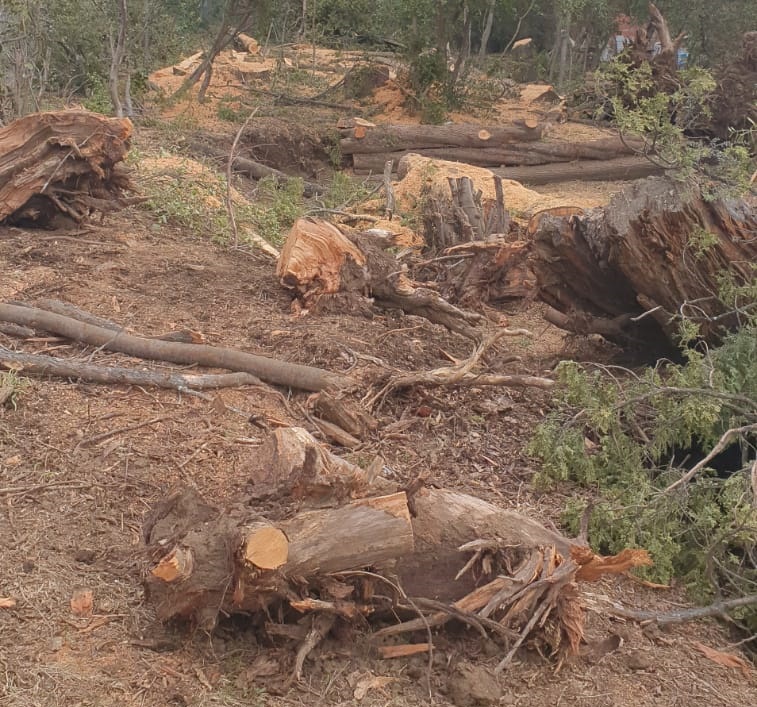 El municipio denunció una tala ilegal de bosque nativo en Bariloche ...