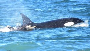Las orcas siguen paseando por el Camino de la Costa con la nueva cría