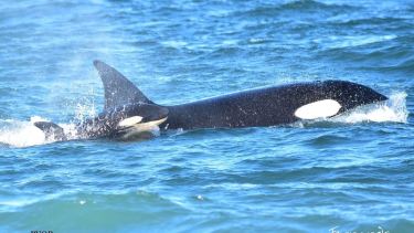 Las orcas aún permanecen en la zona de Bahía Rosas y La Lobería. Foto Gentileza de Fernando Mariño. 