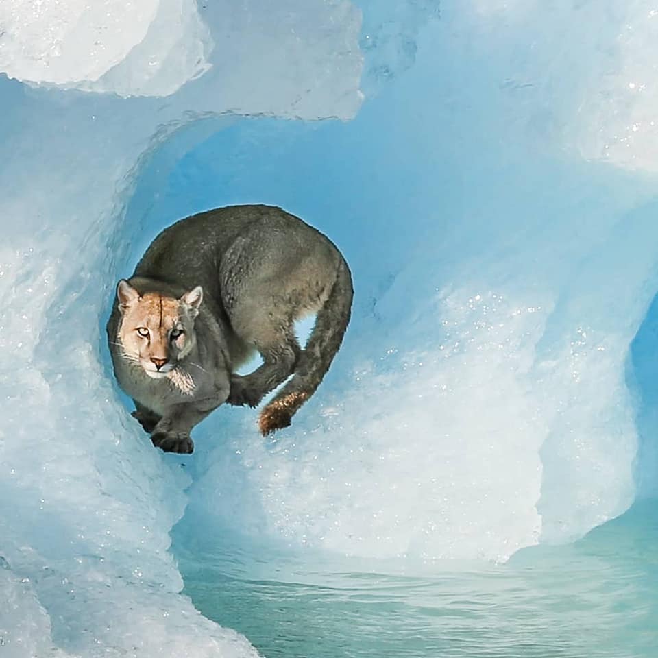El puma fue visto ayer en un pequeño bloque de hielo en Lago Argentino, Santa Cruz. Foto:  Luis Alejandro Acharez 