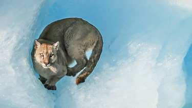El puma fue visto ayer en un pequeño bloque de hielo en Lago Argentino, Santa Cruz. Foto:  Luis Alejandro Acharez 