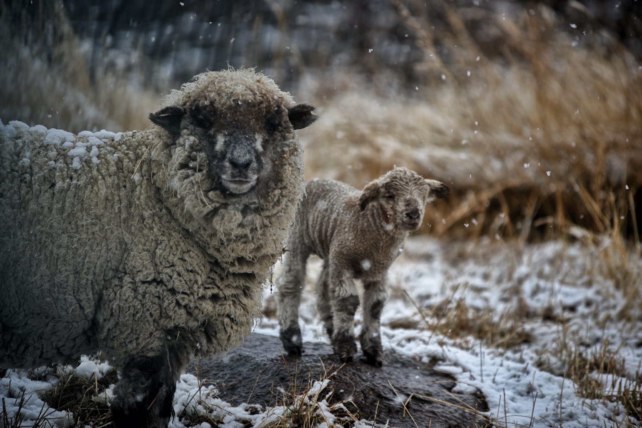 Los animales de los crianceros durante la nevada de ayer camino a Los Bolillos. Foto: Martín Muñoz.