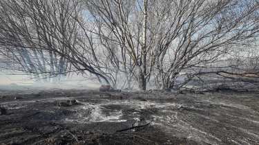 Un feroz incendio arrasó con 12 hectáreas en Cervantes
