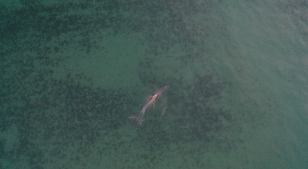 El delfín en medio del cardumen en la costa de Río Negro. al norte de la Patagonia. Foto: Sebastián Leal.