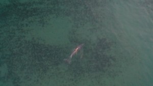 Video: un delfín pesca en un cardumen en el atardecer de Las Grutas