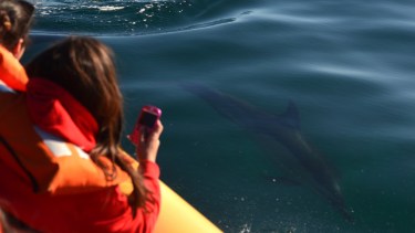 Cerca de los delfines en Las Grutas. Foto: Martín Brunella.