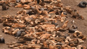 Vacaciones de invierno: escapada al refugio de los lobos marinos en el Camino de la Costa