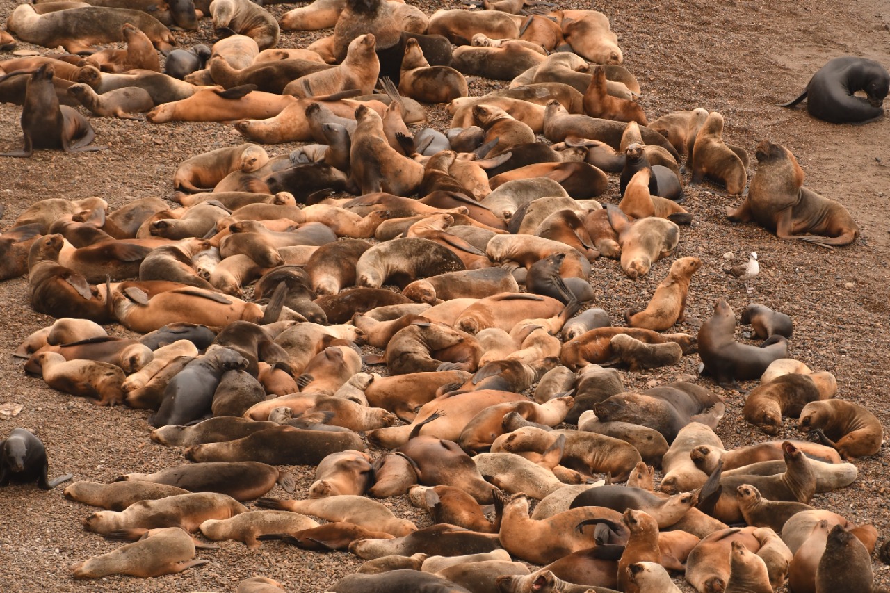 Pachorra. Una siestita de los lobos ayer de cara al mar en la Reserva Punta Bermeja, a 63 km de Viedma por el Camino de la Costa. Foto: Alejandro Carnevale. 