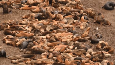 Pachorra. Una siestita de los lobos ayer de cara al mar en la Reserva Punta Bermeja, a 63 km de Viedma por el Camino de la Costa. Foto: Alejandro Carnevale. 