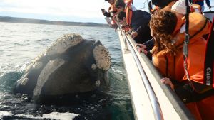 Puerto Madryn, con miles de opciones para este finde largo
