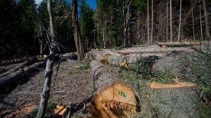 Reclaman que se incorpore el mapa de “bosques protectores” a la planificación urbana de Bariloche