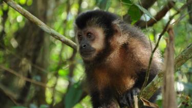 Fauna nativa. En Misiones, la deforestación pone en peligro a los animales