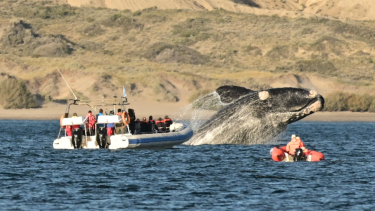 El salto de la ballena cerca de la embarcación, un deslumbrante espectáculo en Puerto Madryn, en la costa de Chubut. Foto: Maxi Jonas.