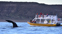 Imagen de Vacaciones de invierno: el impresionante show de las ballenas en Puerto Madryn