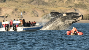 Vacaciones de invierno en Puerto Madryn: la emoción de los primeros avistajes de ballenas
