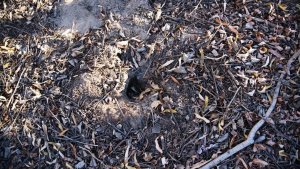 Roban 40 arboles del Jardín Botánico de Plottier