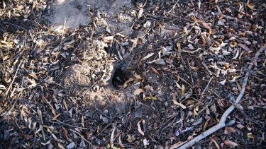 Los pequeños árboles fueron arrancados de la tierra.  Foto: @muniplottier