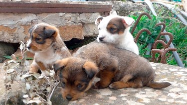 El abandono de crías y el maltrato animal, no ha disminuido