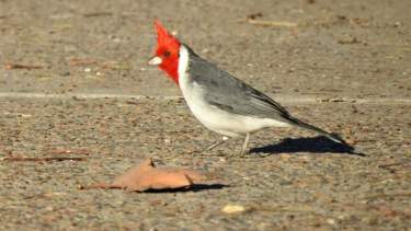 Cardenal copete rojo (Paroaria coronata), una de las aves más bellas que recorre la zona del Alto Valle.  (Foto: Laura Carrasco)