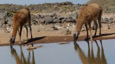 La caza furtiva provocó una disminución del 93% de guanacos en 20 años en Argentina, según la ONG WCS Argentina. Crédito: Lara Heidel - WCS Argentina.