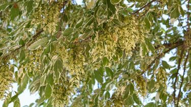 Una de las variedades de Acer (negundo), con sus distintas tonalidades de verde en las hojas. 