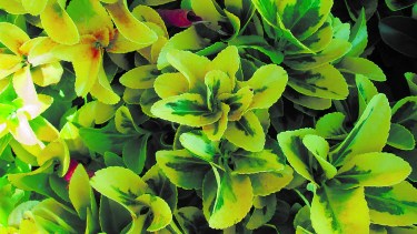 El evónimo, con sus tonos de amarillos y verdes que alegran el paisaje. 