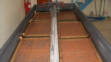 Unas 9 ovas de trucha Marrón se están incubando en la estación de piscicultura de Villa Regina. (Foto gentileza)