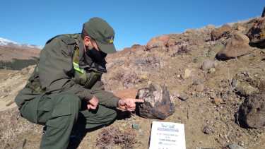 Los troncos petrificados del norte neuquino. Foto: Prensa Gendarmería 