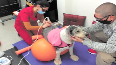 Moly una vieja Pastor Ingles mejora cada dia con fisioterapia