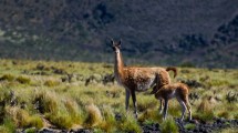 Imagen de Con drones a diferentes alturas, monitorean cómo viven los guanacos