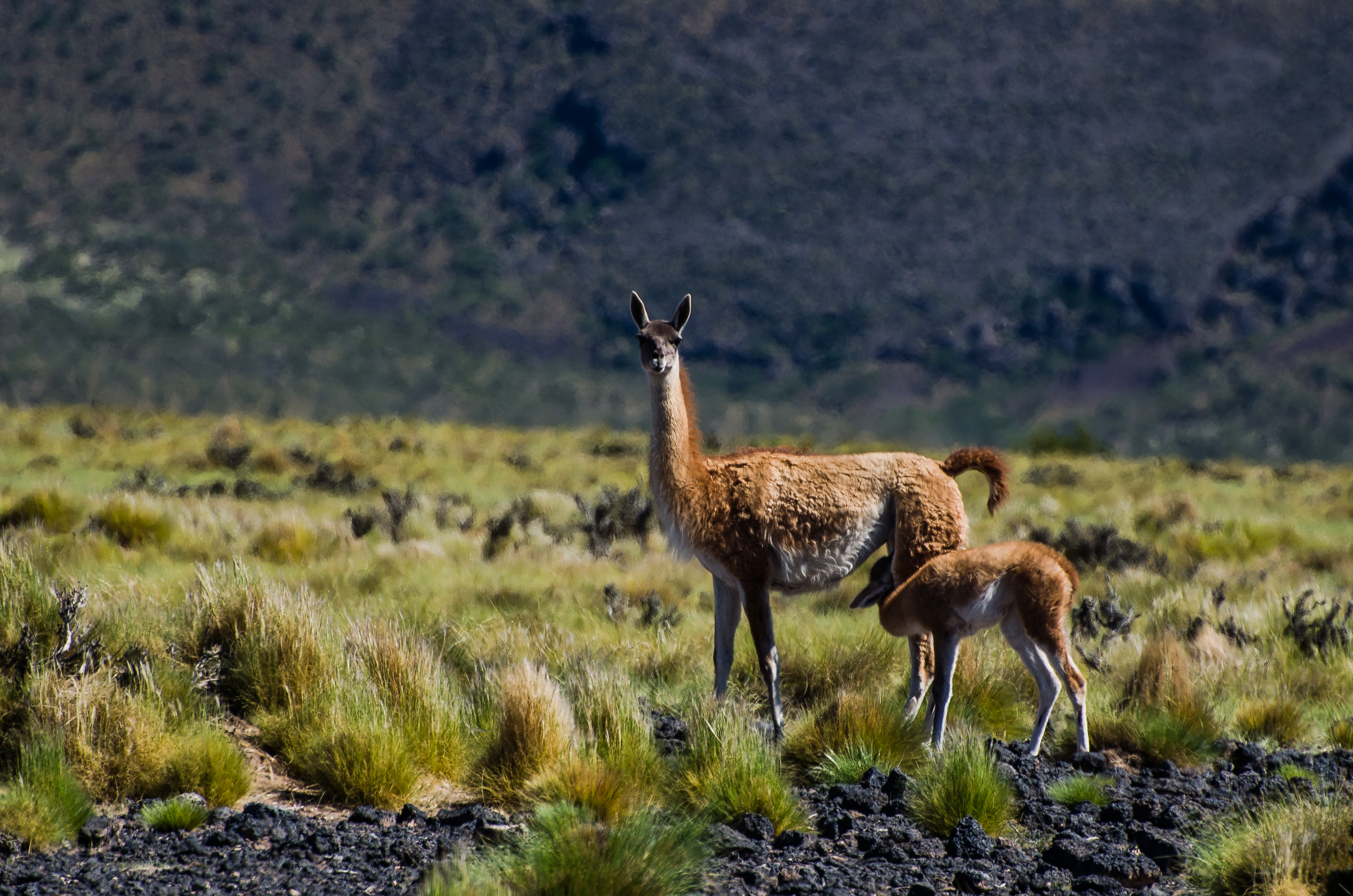 La reserva provincial de La Payunia, en Mendoza, incluye a miles de guanacos que están monitoreando con drones". Crédito: Antonella Panebianco.