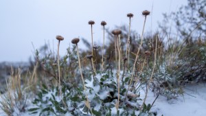 Pronóstico: sigue la ola polar este domingo en toda la región