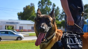 La historia de Máximo, el perro antinarcóticos de Allen