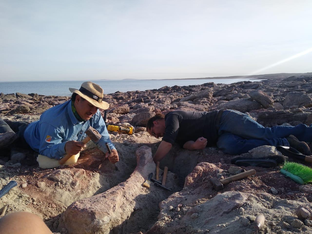 Los trabajos de rescate de los fósiles se harán durante la bajante del Lago Los Barreales. Foto: Gentileza